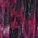Color Swatch - Pink Multi