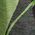 Color Swatch - Green