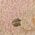 Color Swatch - Blush Multi