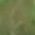 Color Swatch - Green/Gold