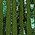 Color Swatch - Green