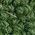 Color Swatch - Green Multi