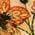 Color Swatch - Floral