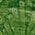 Color Swatch - Green