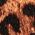 Color Swatch - Black/Leopard