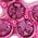 Color Swatch - Pink
