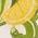 Color Swatch - Yellow