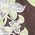 Color Swatch - Floral