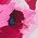 Color Swatch - Pink Cream