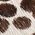 Color Swatch - Brown