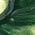 Color Swatch - Green