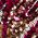 Color Swatch - Berry Multi