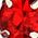 Color Swatch - Red