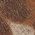 Color Swatch - Animal