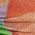 Color Swatch - Abstract Jungle