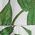 Color Swatch - Green