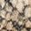 Color Swatch - Oro Snake