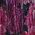 Color Swatch - PINK MULTI