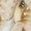 Color Swatch - Ivory