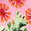 Color Swatch - Pink