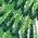 Color Swatch - Green