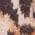Color Swatch - Brown