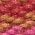 Color Swatch - Fuchsia Rush