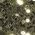 Color Swatch - Olive