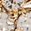 Color Swatch - Gold/Crystal