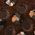 Color Swatch - Brown