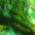 Color Swatch - Green