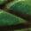 Color Swatch - Green
