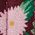 Color Swatch - Floral