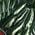 Color Swatch - Green