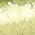 Color Swatch - Green