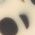 Color Swatch - Leopard