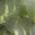Color Swatch - Green