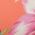 Color Swatch - Multi