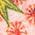 Color Swatch - Pink