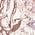 Color Swatch - Pink