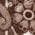 Color Swatch - Brown