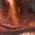 Color Swatch - Tortoise Shell