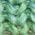 Color Swatch - Green