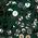 Color Swatch - Emerald
