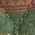 Color Swatch - Green