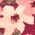 Color Swatch - Floral