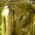 Color Swatch - Green