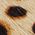 Color Swatch - Brown Sugar Leopard