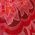 Color Swatch - Pink