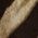 Color Swatch - Animal